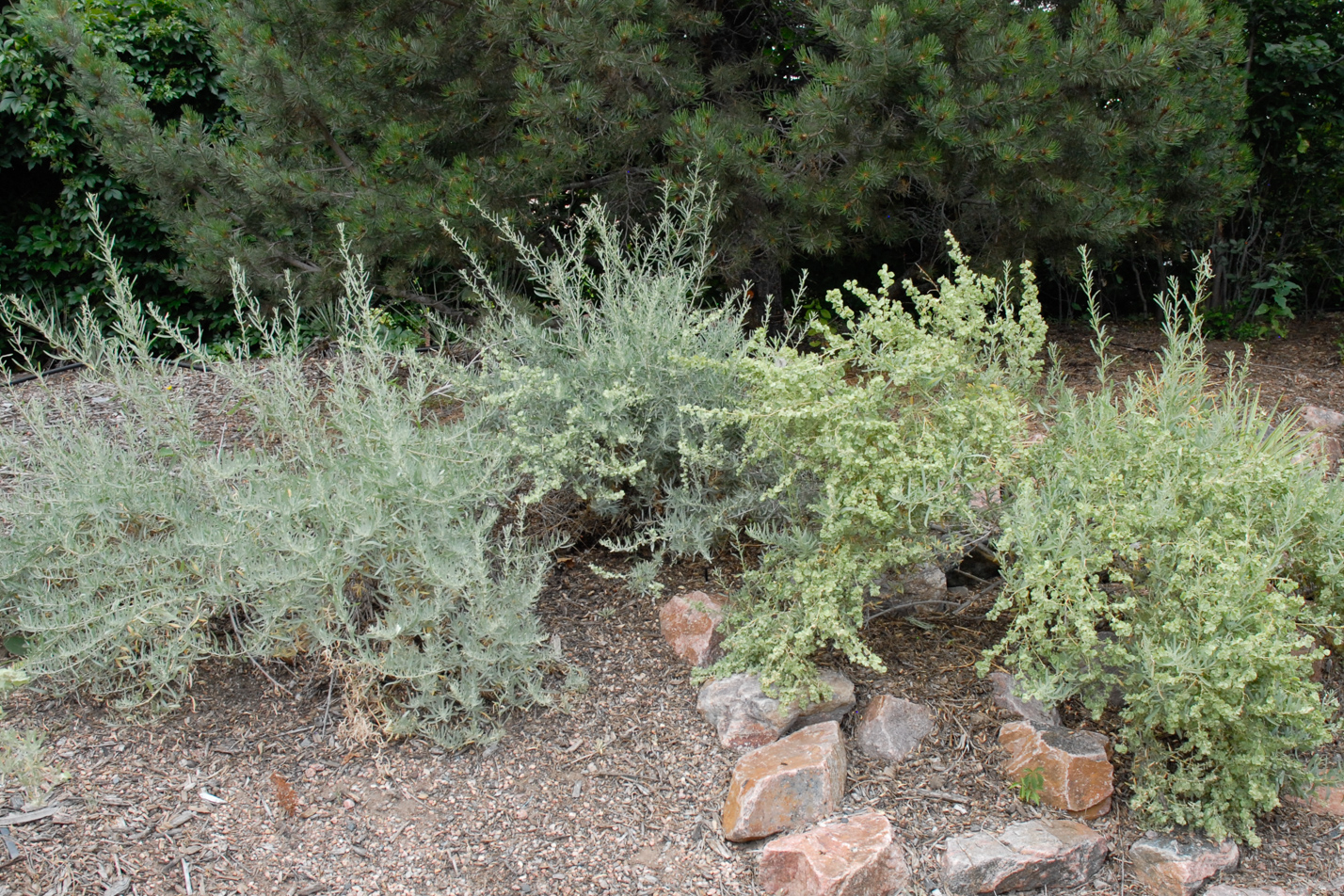 Saltbush